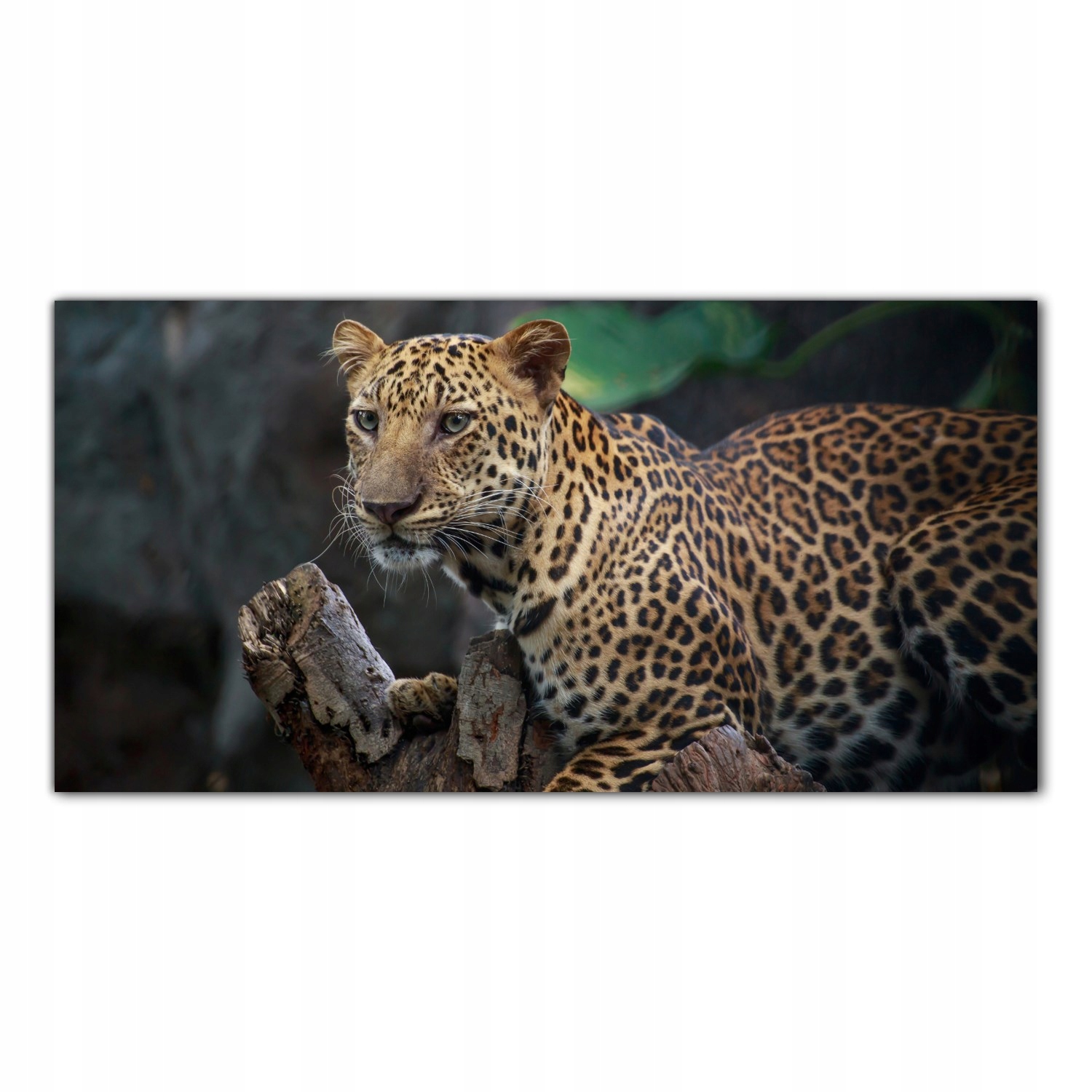 

Hartowany Obraz Szklany Lampart Zwierzę Kot 120x60