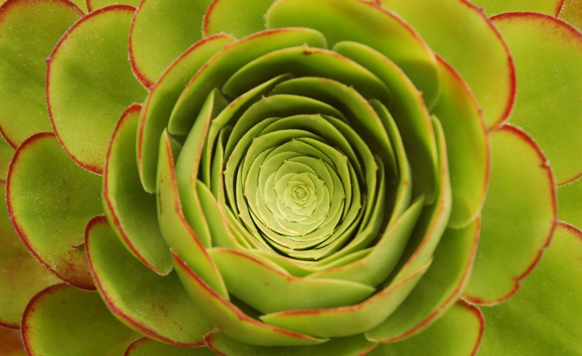 

Tapeta flizelinowa Kwiat Zielony 416x254