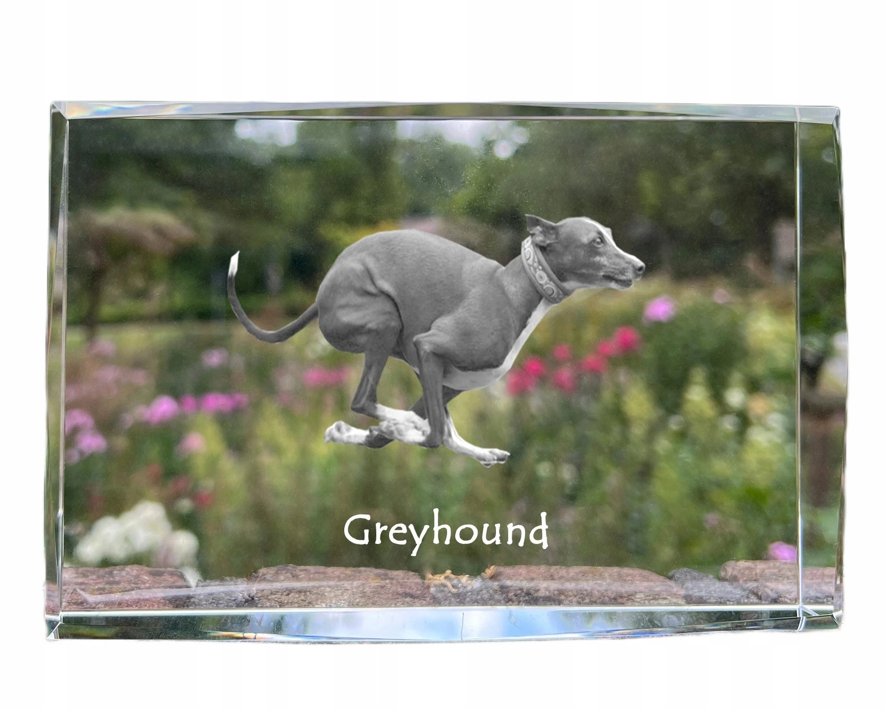Greyhound fotografia psa v kryštáli, suvenír, trofej, poďakovanie