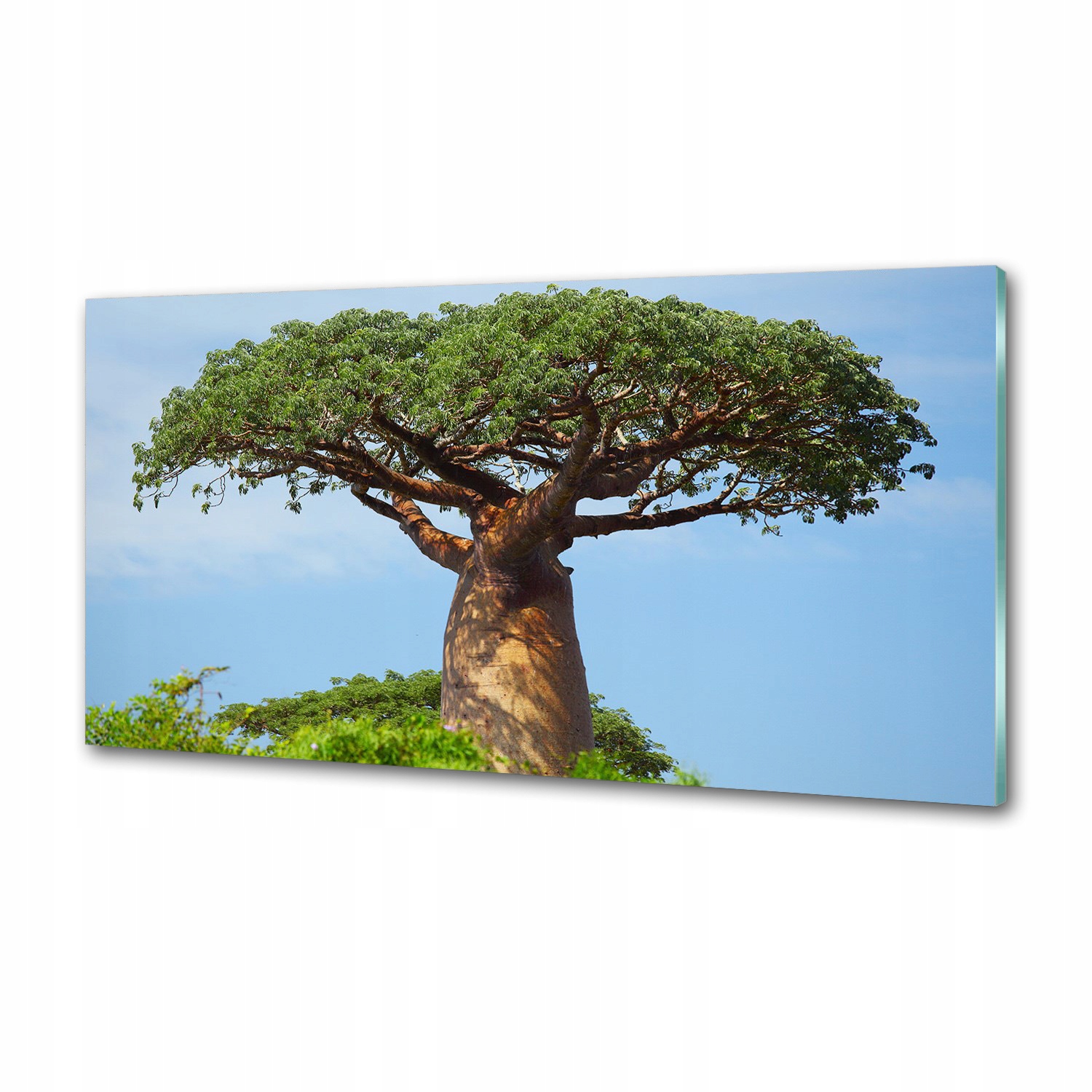 Sklenený panel do kuchyne Baobab 100 x 50 cm Lepidlo