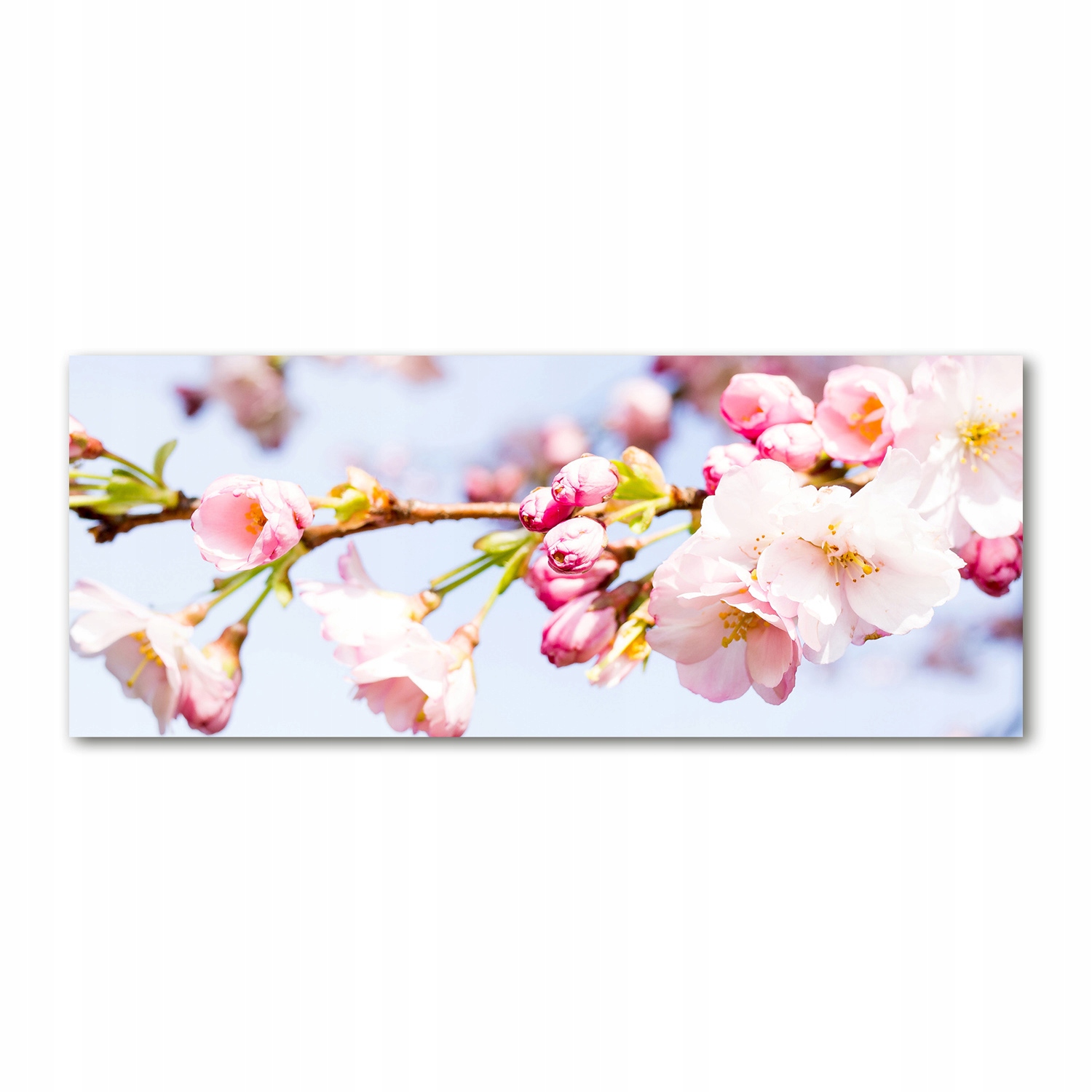 

Foto obraz akryl zdjęcie Kwiaty wiśni 125x50 cm