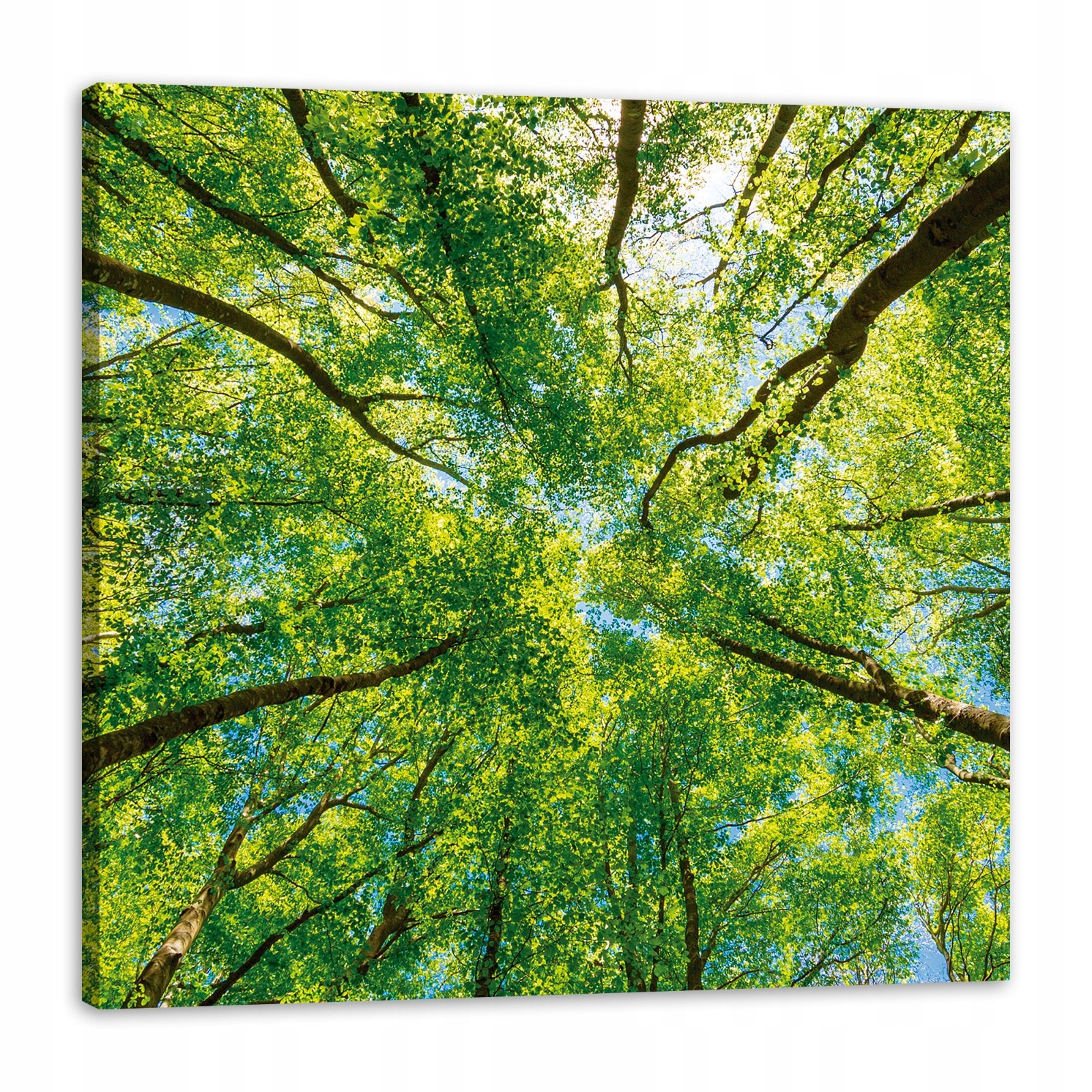 Obraz na plátně Stromy Listy Příroda Les Jaro 90x90 cm