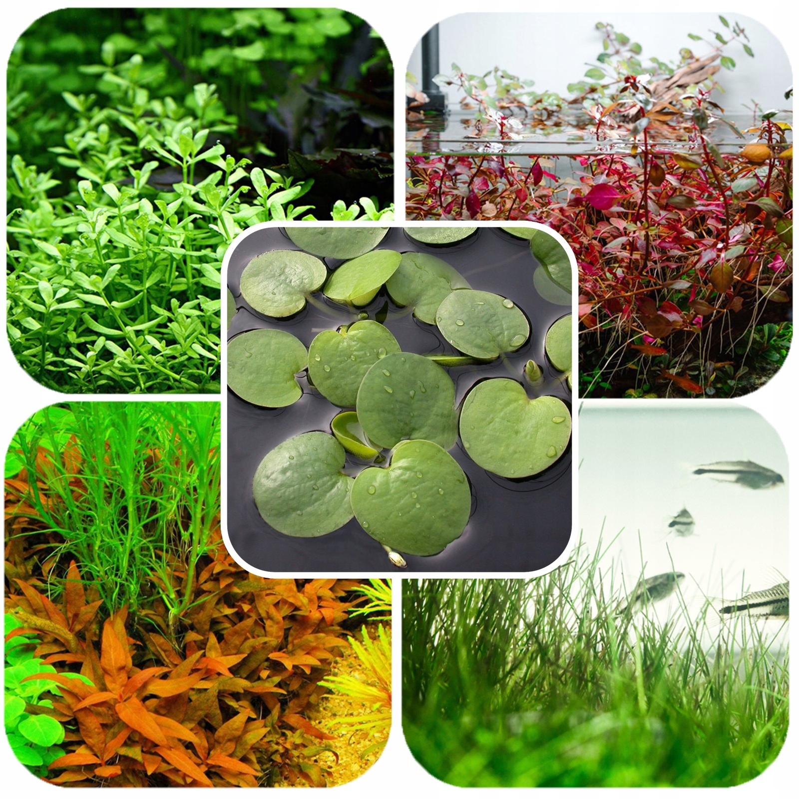 ZESTAW ROŚLIN DO AKWARIUM ŁATWE ROŚLINY IN VITRO 5 GATUNKÓW NA START