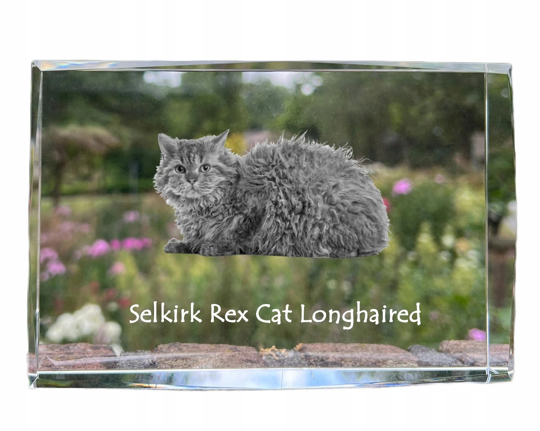 Mačka Selkirk Rex dlhosrstá fotografia v kryštáli, suvenír, trofej
