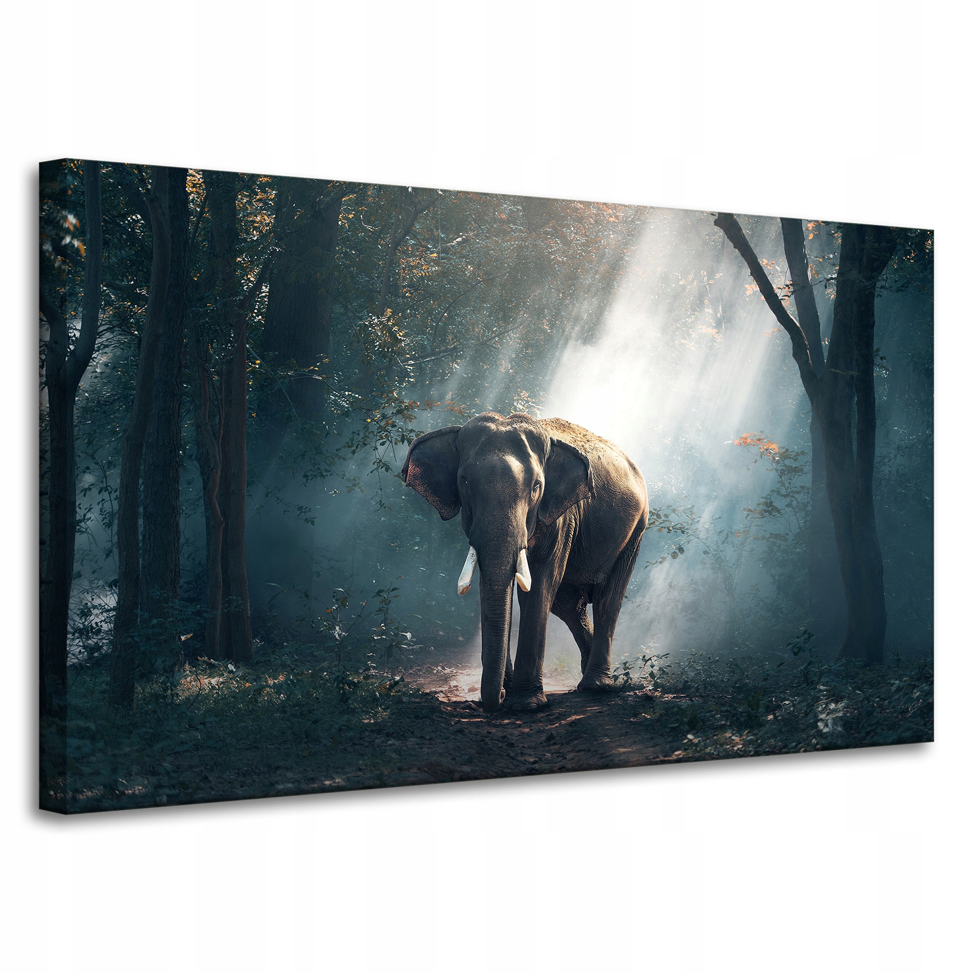 Obrazy na plátně Zvířata Slon africký 100x60