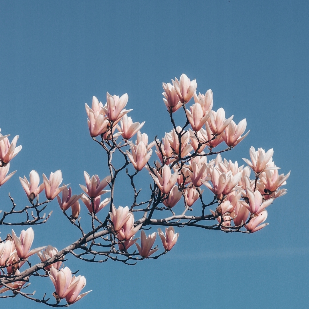Zapach do świec wosku olejek zapachowy 30ml MAGNOLIA Zastosowanie świece