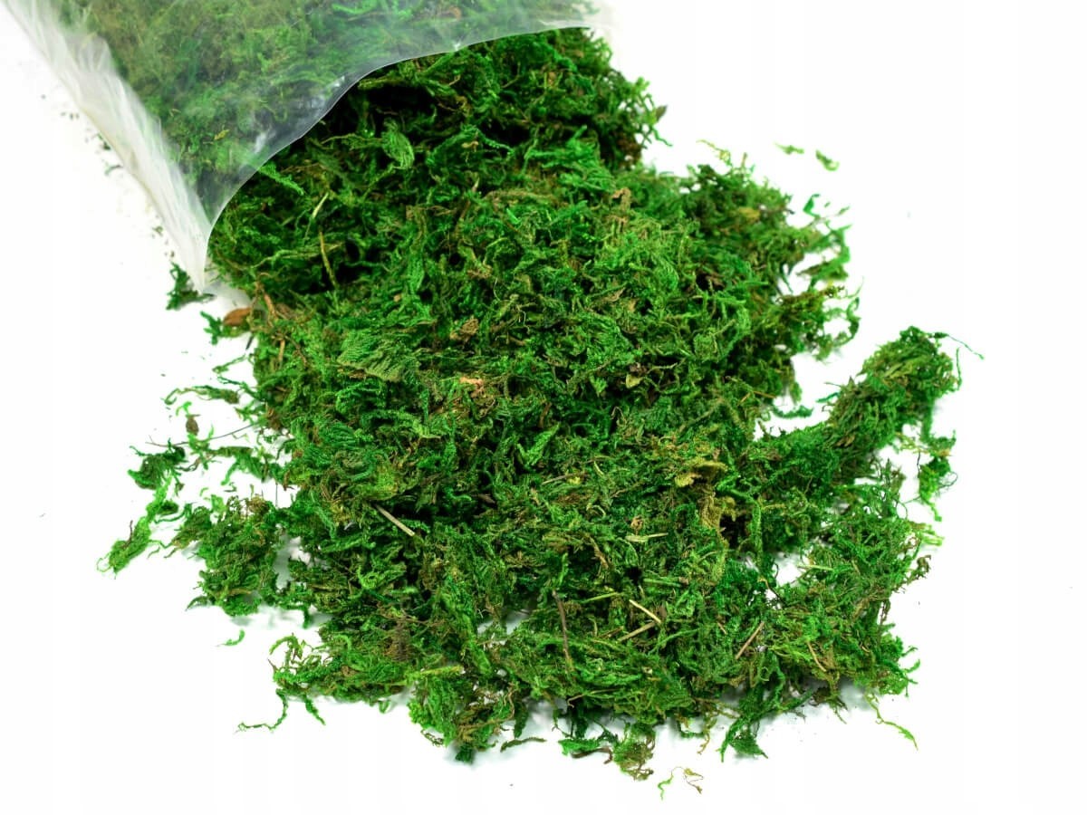 

Mech Naturalny dekoracyjny suszony susz Zielony