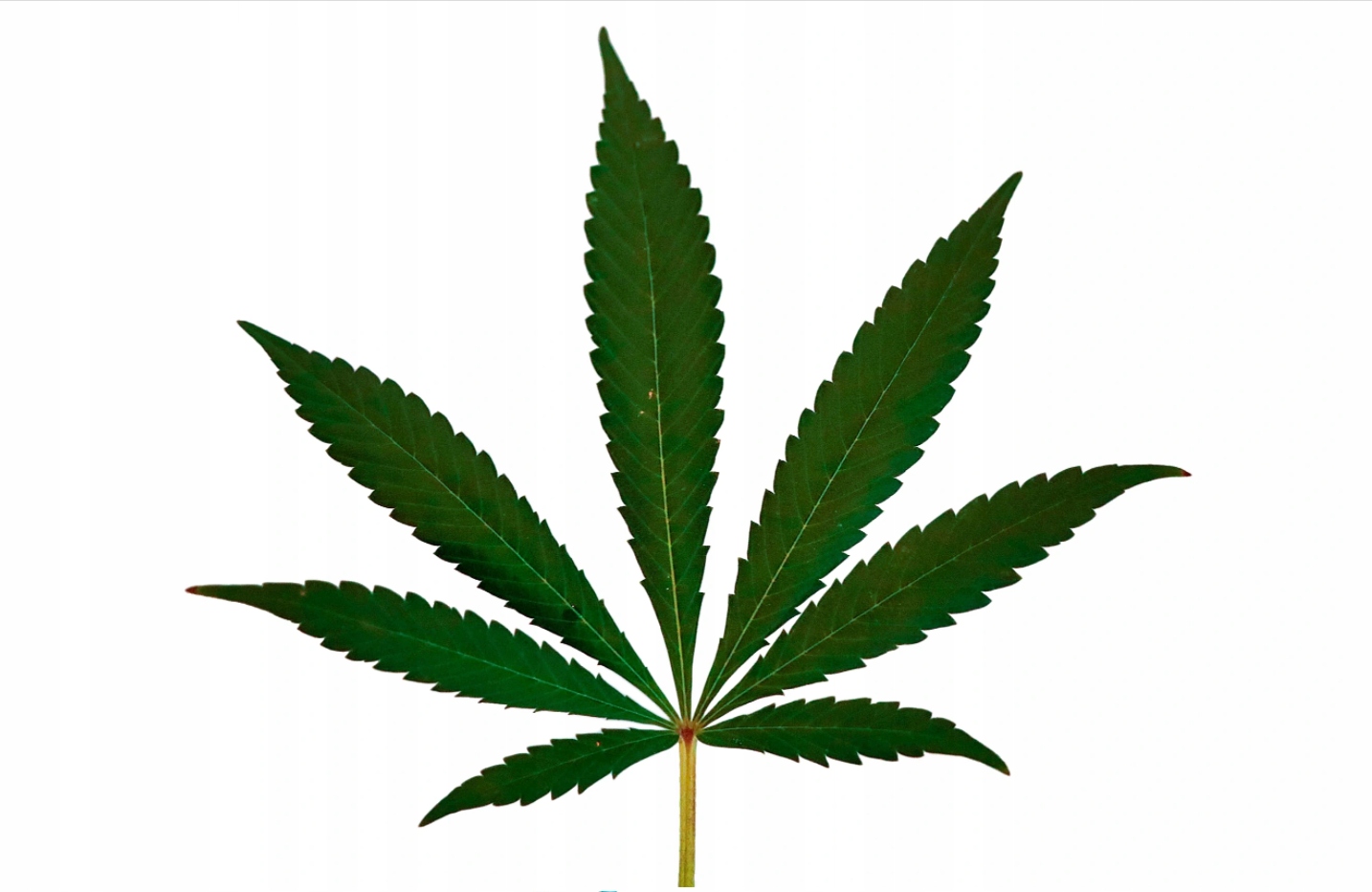 CZARNA MASKA DO WŁOSÓW WELLNESS WELLPLEX + GRATIS Marka bez marki