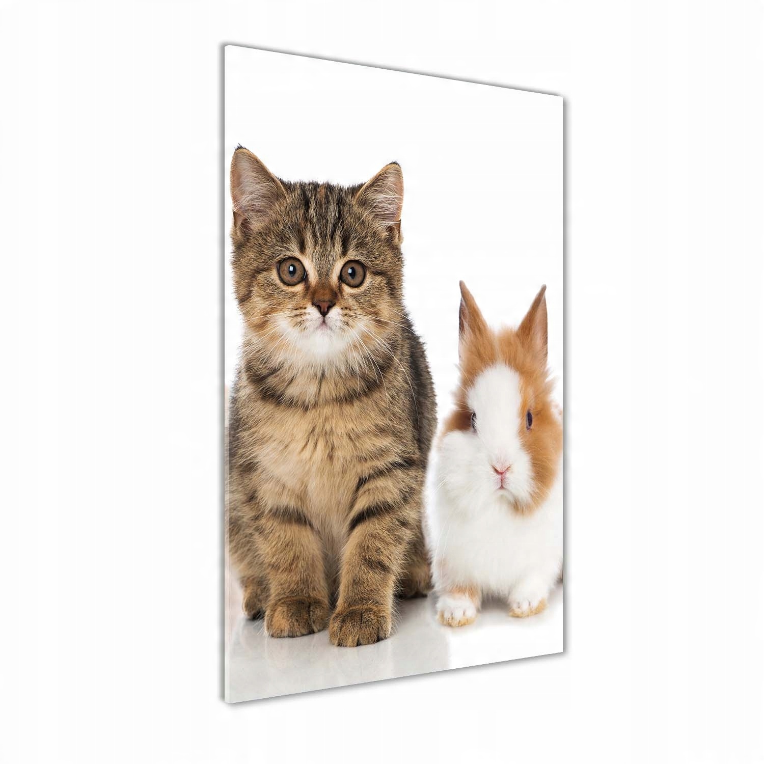 

Foto obraz szklany pionowy Zwierzęta domowe 60x120
