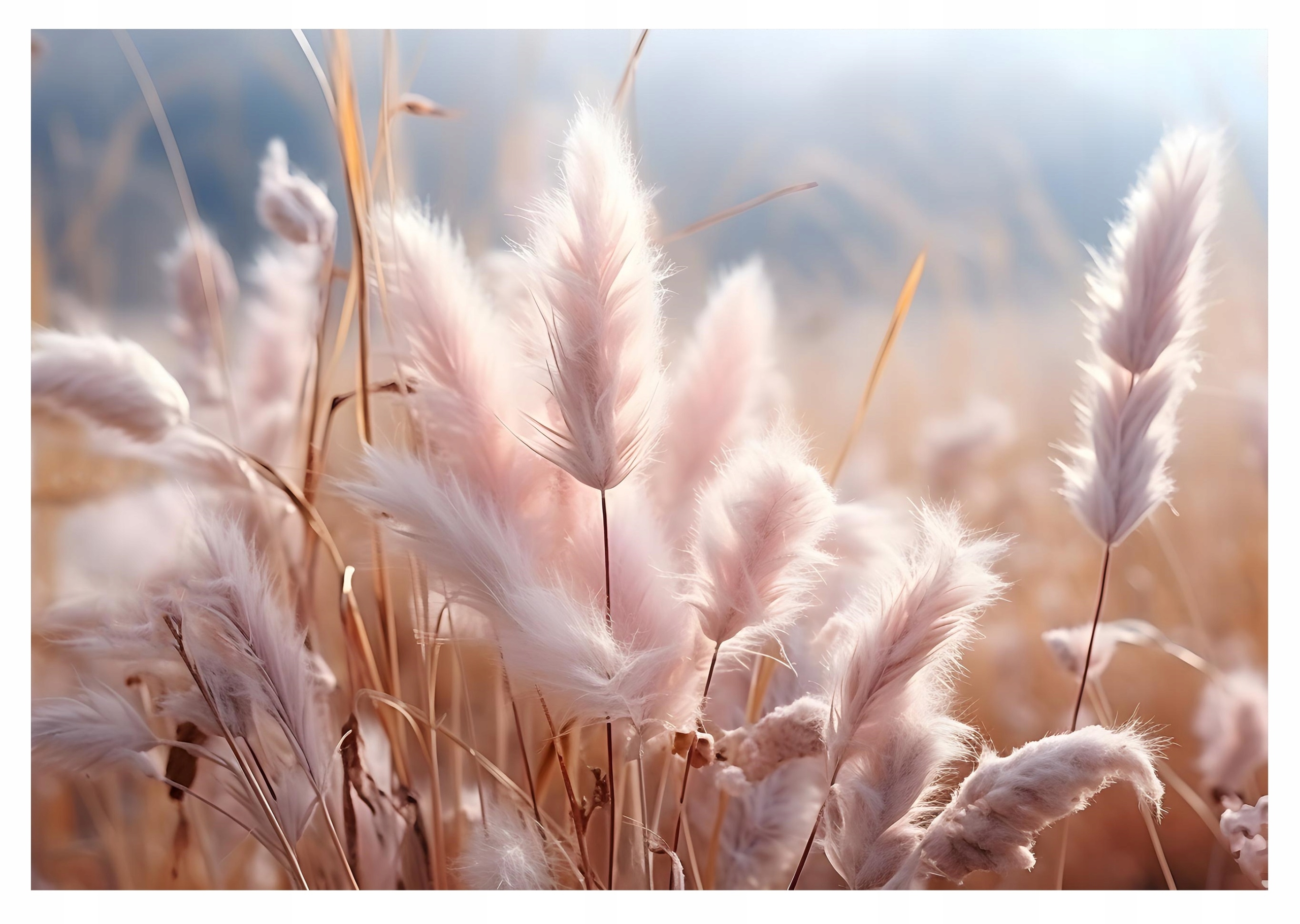 Fototapeta Pampová Tráva Boho Tapeta Do Spálne Obývačky Pole 416x254