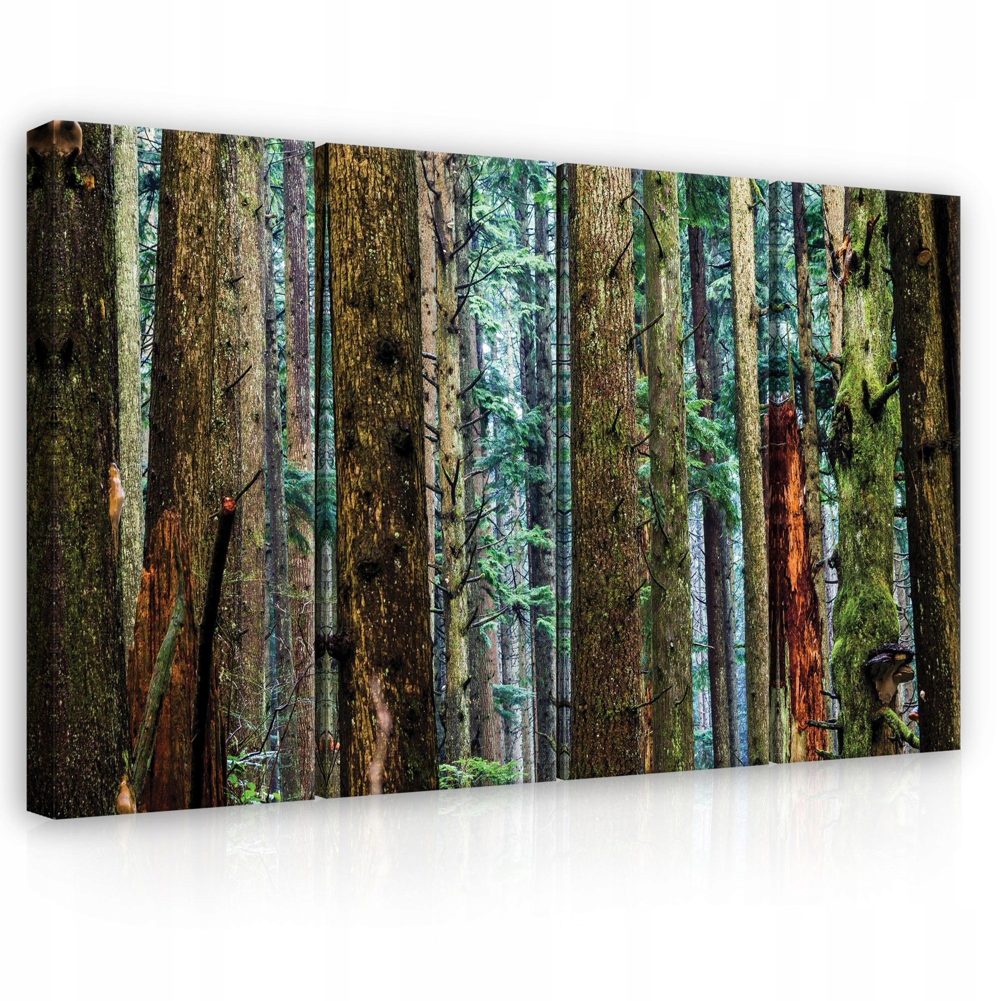 Obraz 120x80 Hustý les, ihličnaté stromy, lesná hustosť, pokoj, ticho, zelená farba