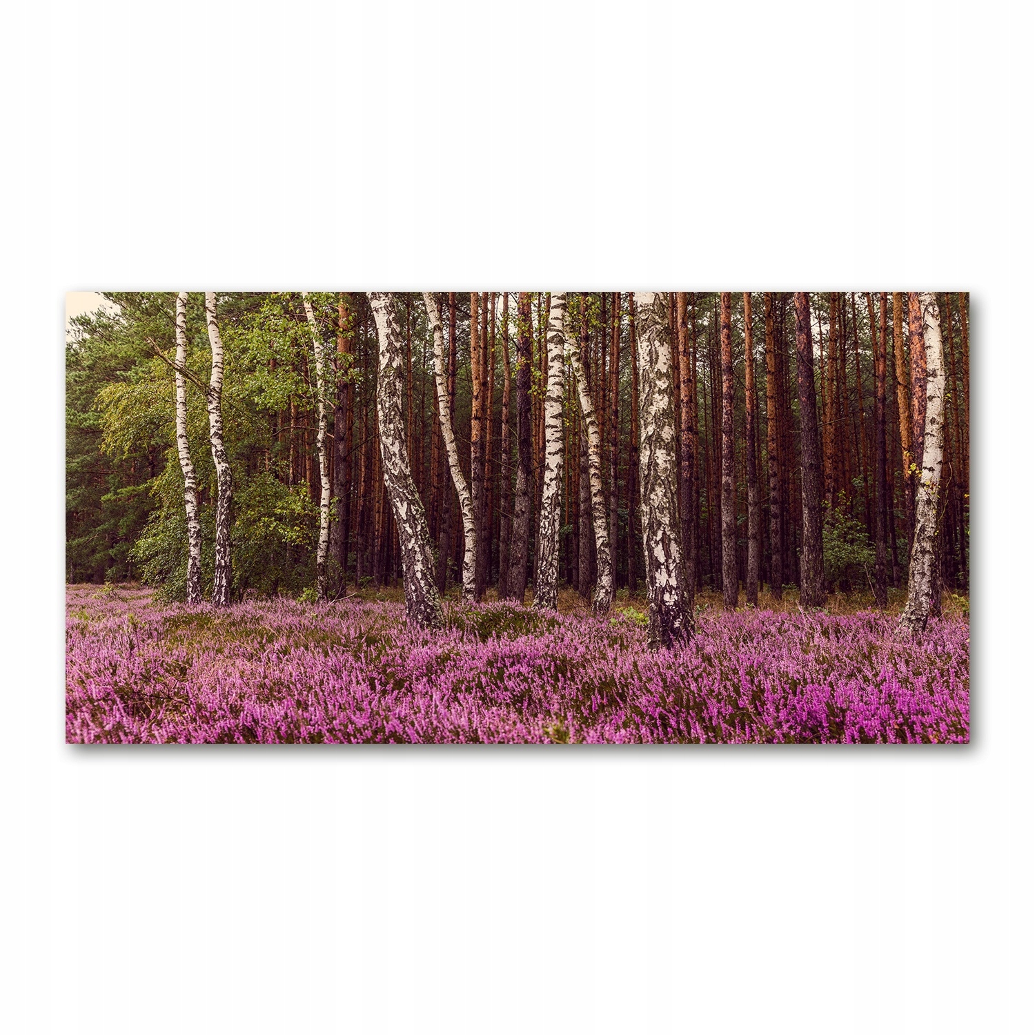 

Foto obraz na szkle akrylowym Wrzosowisko 120X60cm