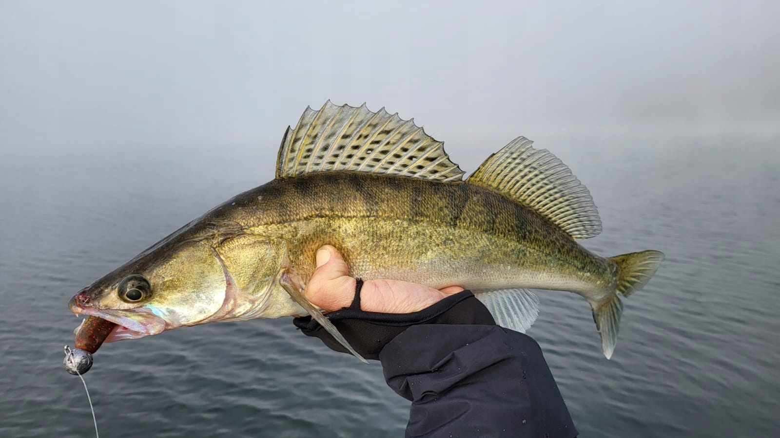 8 szt. Jaskółka Damiki 12,7 cm Sandacz Szczupak Kod producenta 032