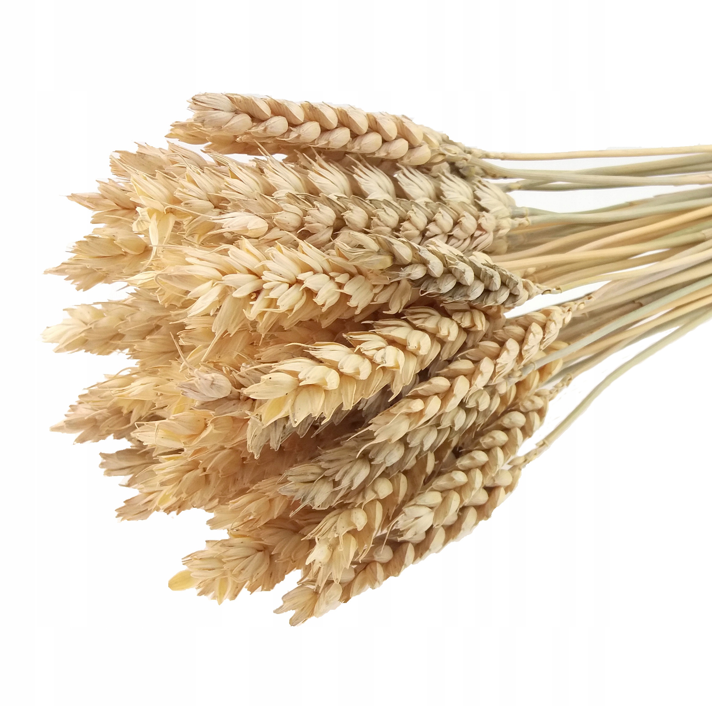 

Pszenica Jasna Słomkowa zboże suszone kłosy zbóż