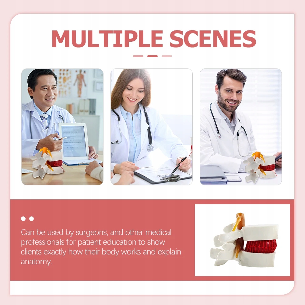 Model krążka międzykręgowego kręgosłupa lędźwiowego anatomiczny Kod producenta 10114