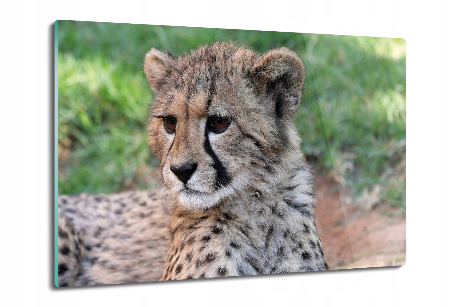 

z nadrukiem deska podkładka Malutki gepard 80x52