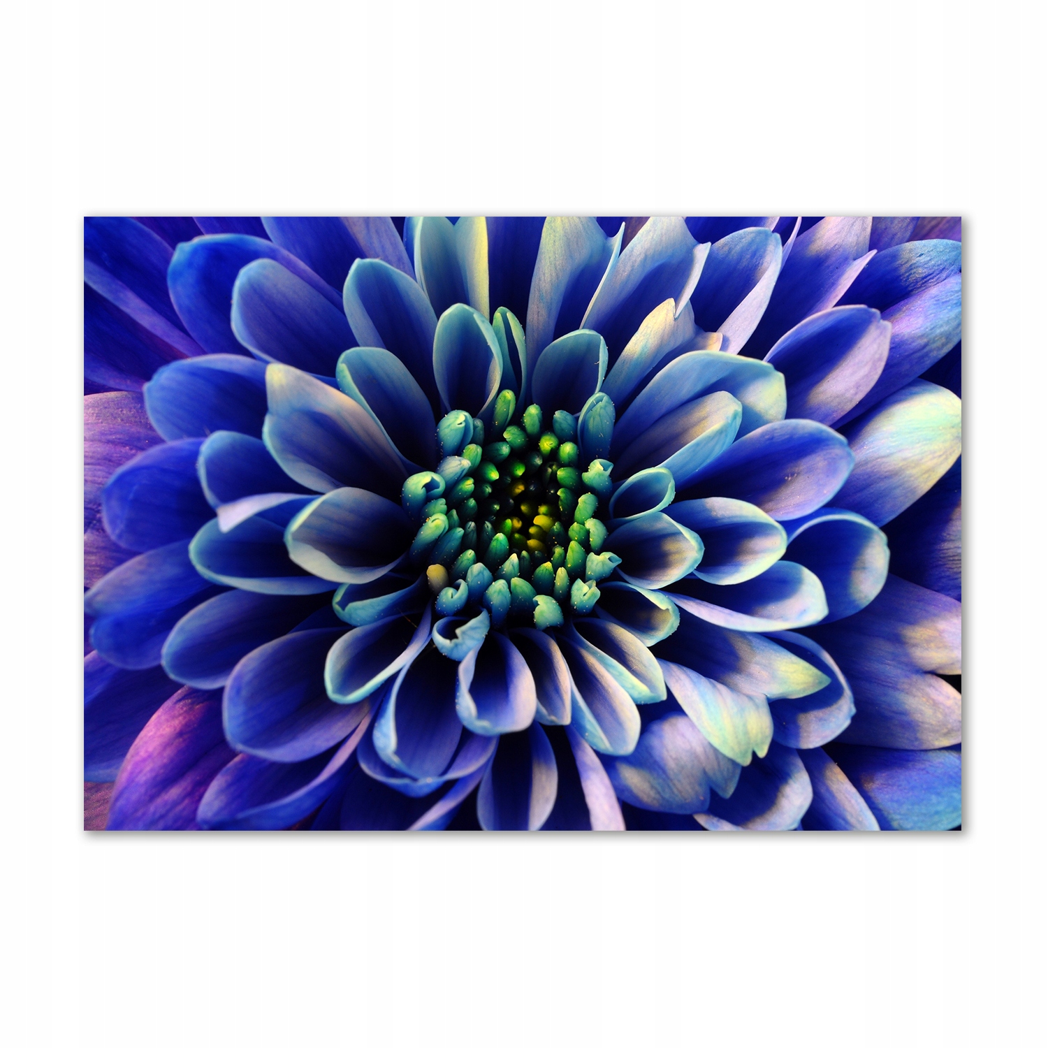 

Obraz zdjęcie nowoczesny akrylowy Aster 100x70 cm