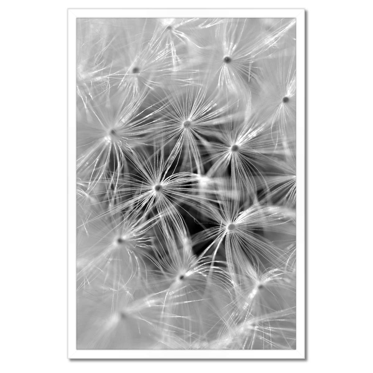 Plakáty v rámu 40x60 Pampeliška Květina Květiny
