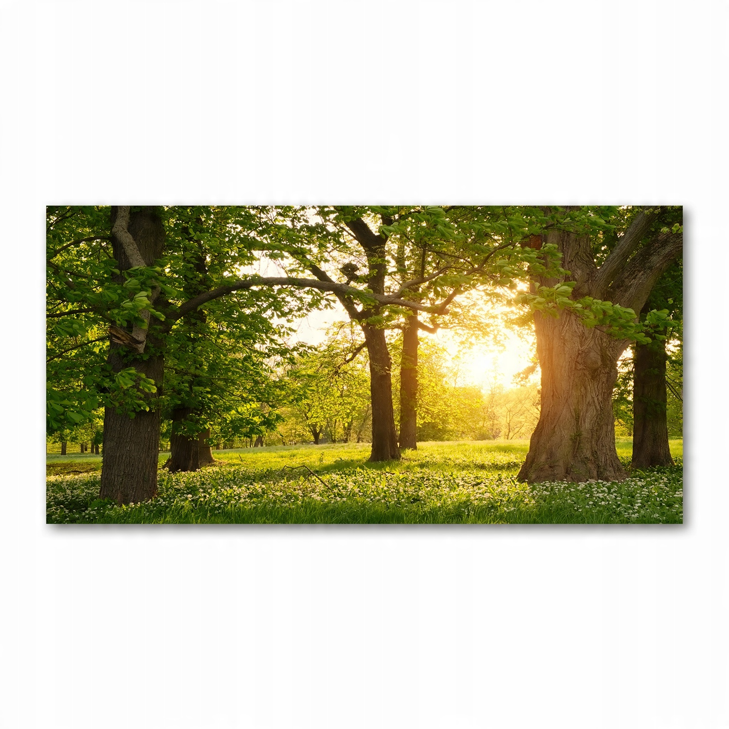 

Foto obraz akryl zdjęcie Drzewa w parku 120X60 cm