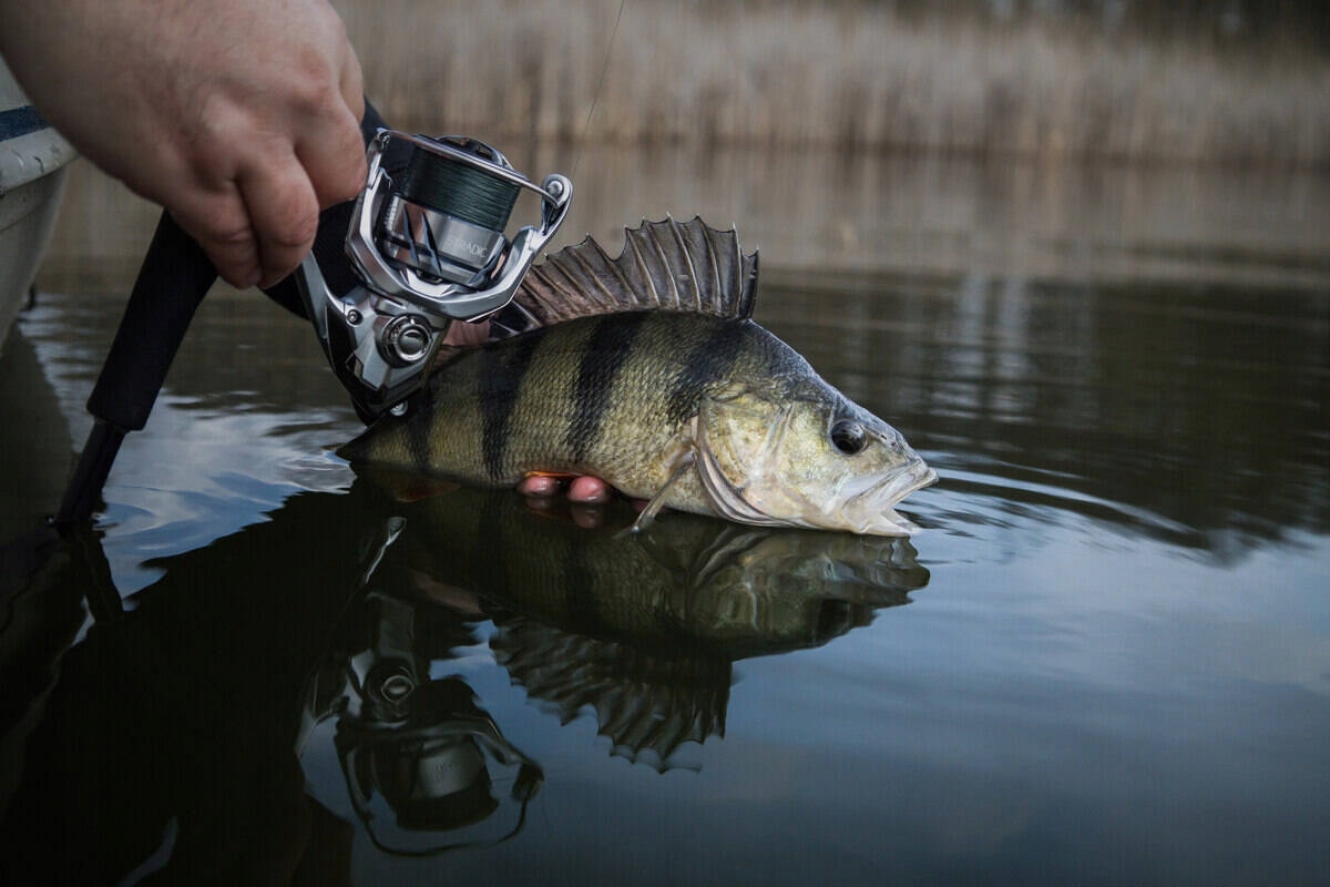 Kołowrotek SHIMANO Stradic FM C4000M HG +GRATIS!!! Przełożenie 5.7:1