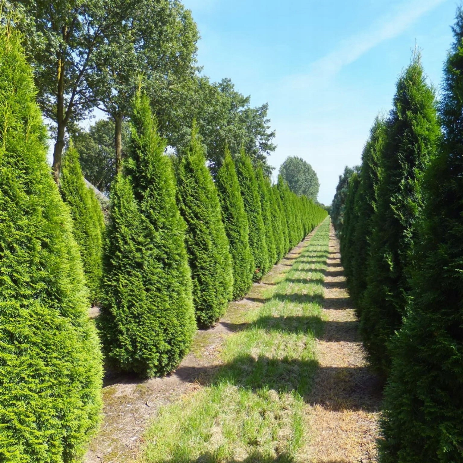 Туя Западная Смарагд (Thuja occidentalis)