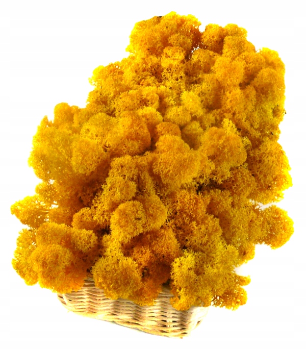 Mech ozdobny CHROBOTEK RENIFEROWY 200g Yellow