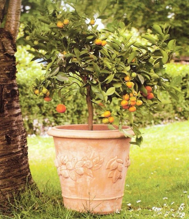 Keramický veľký kvetináč pre Olivy Citrusy Záhradu 39 cm