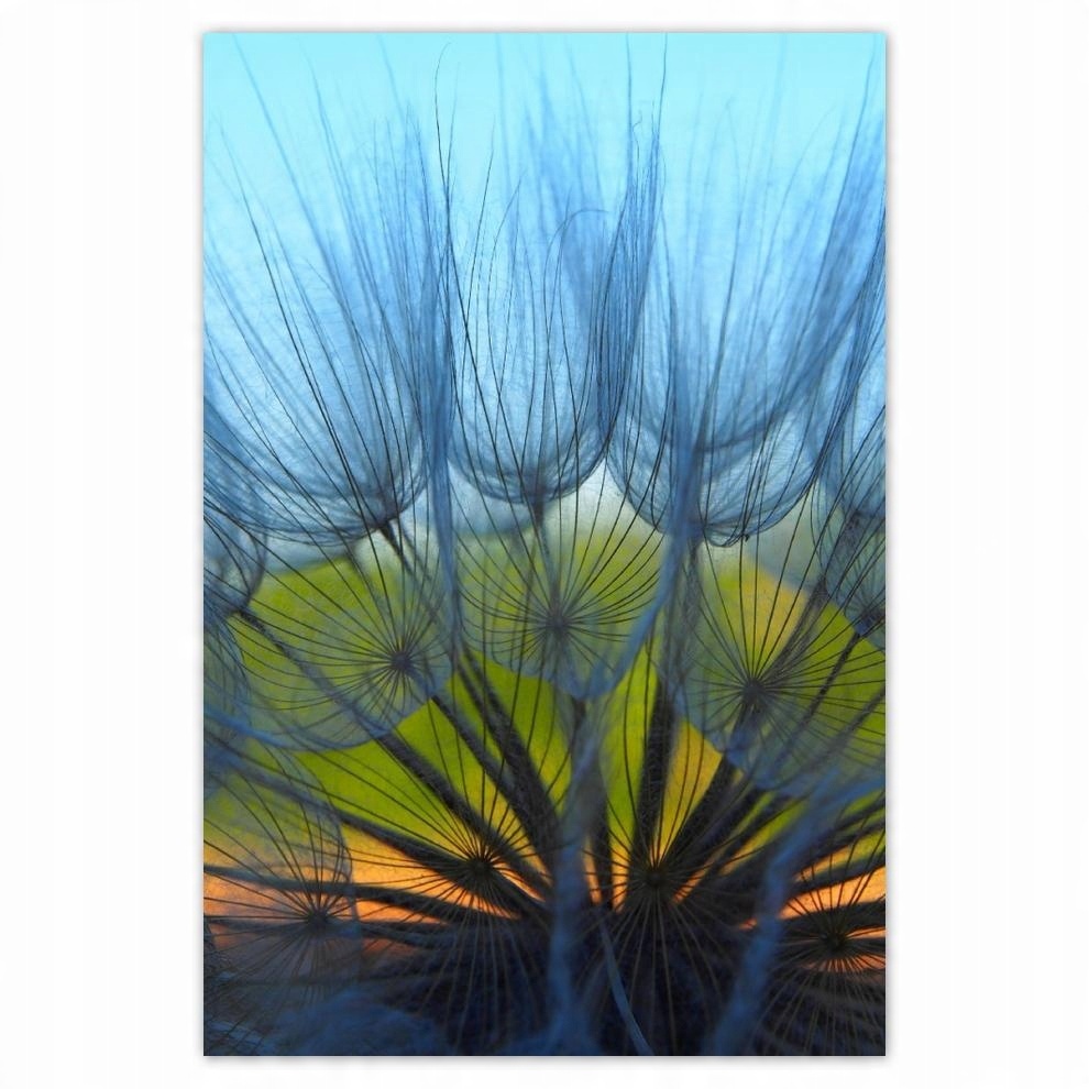 

Plakat 62x93 Dmuchawiec Kwiat Kwiatki