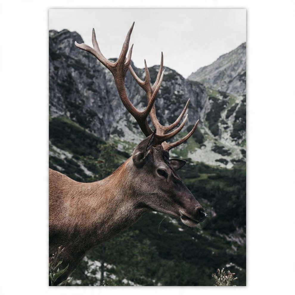 

Naklejki 50x70 Jeleń Jelenie Rogacz