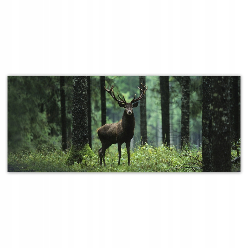 

Fototapety flizelina 250x104 Jeleń Jelenie Las