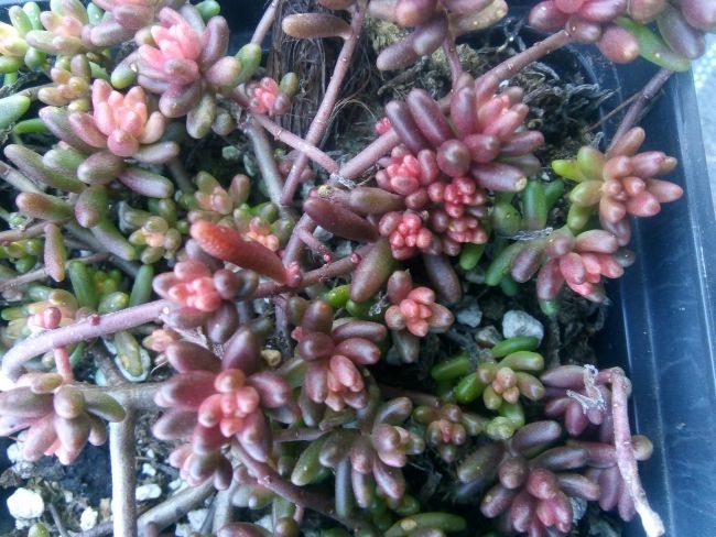 Rozchodnik BELLA d'INFERNO