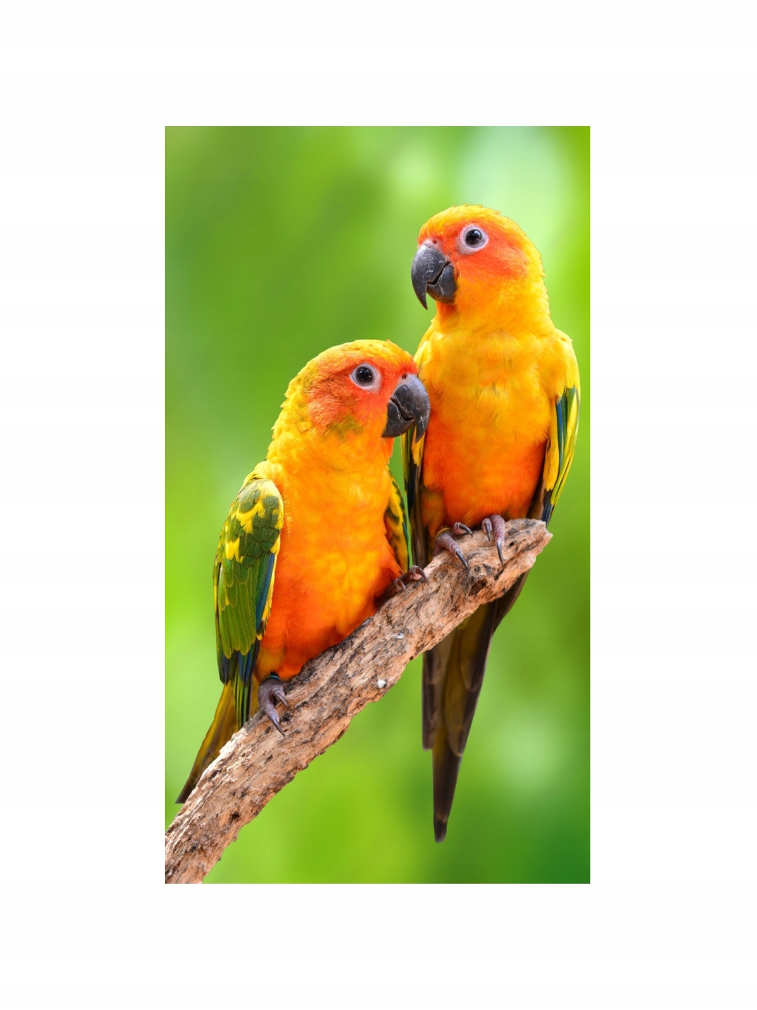 Dekorativní Vertikální Ozdobný Radiátor S Obrazem 970/545 ART60