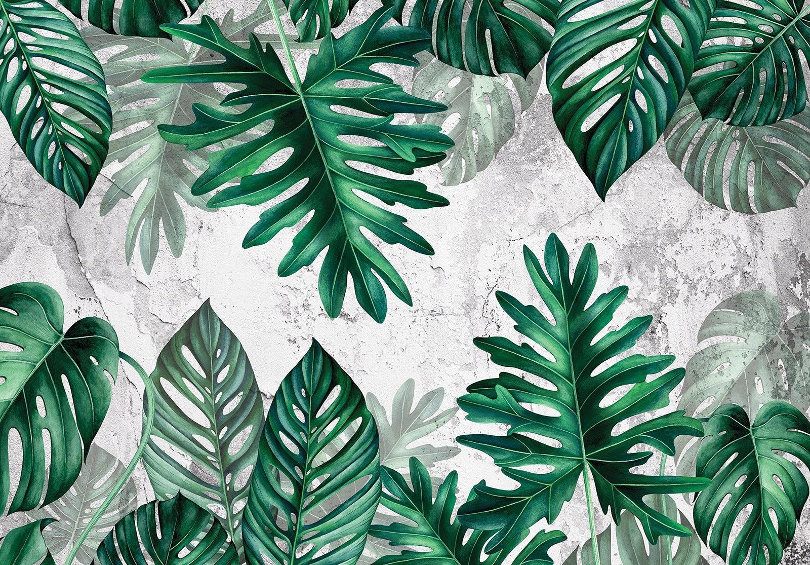 Tapeta Tropické listy sivé pozadie Monstera Filodendron vinyl 416x254 lepidlo