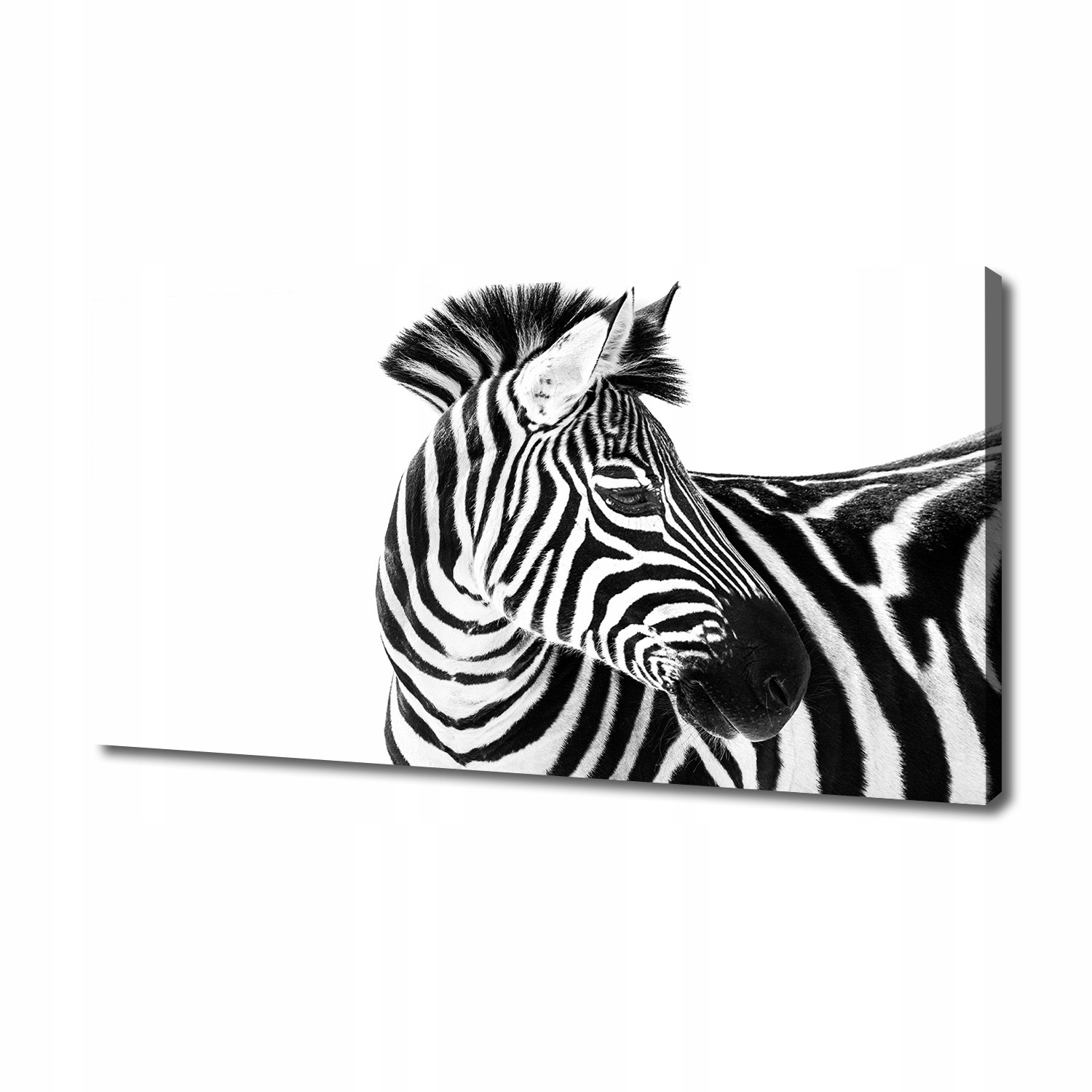 

Foto obraz na płótnie Zebra w śniegu 140x70 cm
