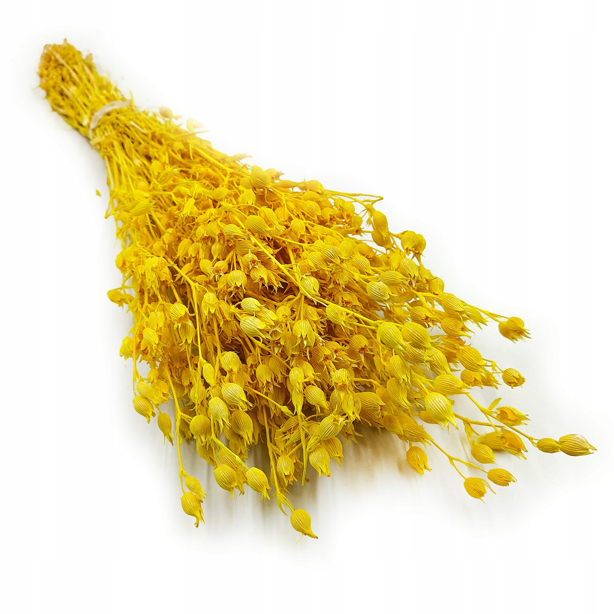 Suszona Lepnica rozdęta - (Silene) - Żółta