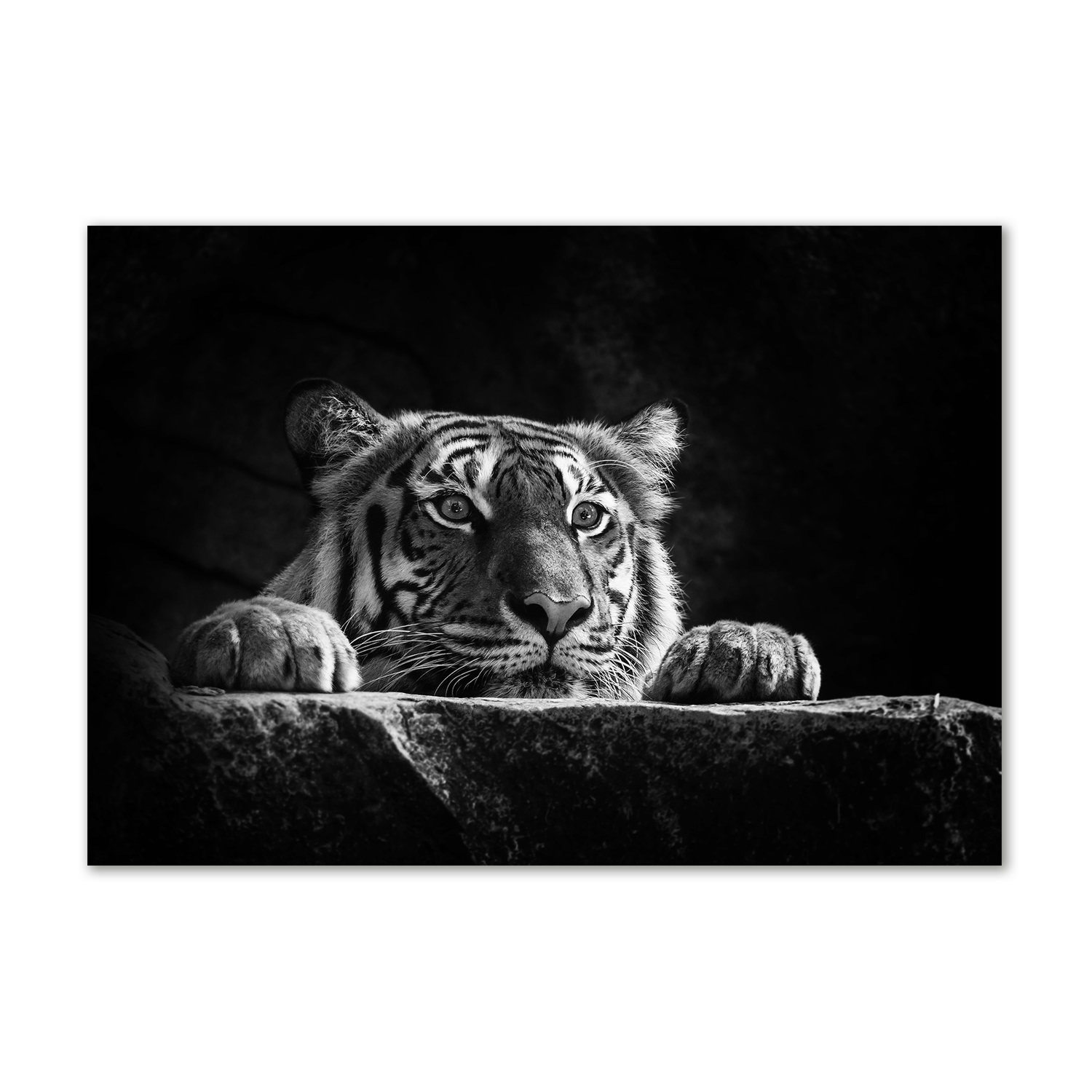 

Foto-obraz zdjęcie szkło hartowane Tygrys 100x70