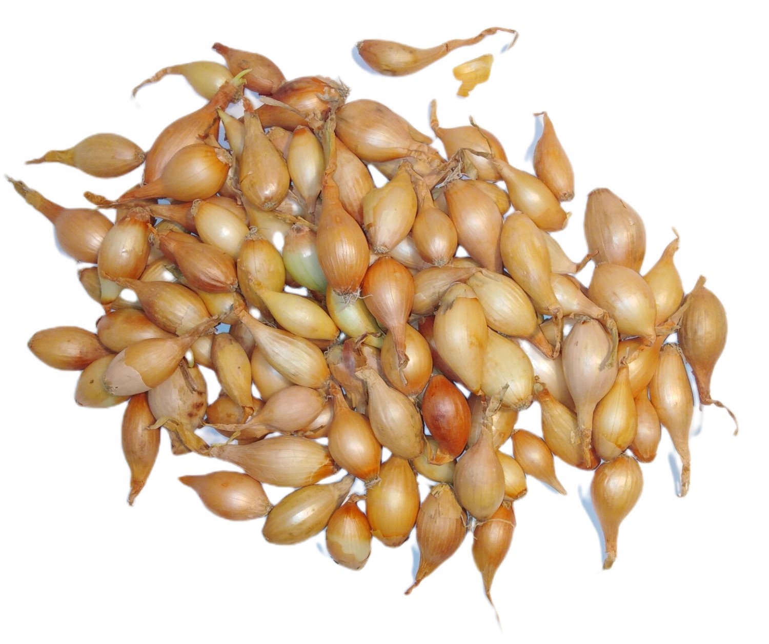 Cibule Sazečka Jarní Wolska II 10 kg