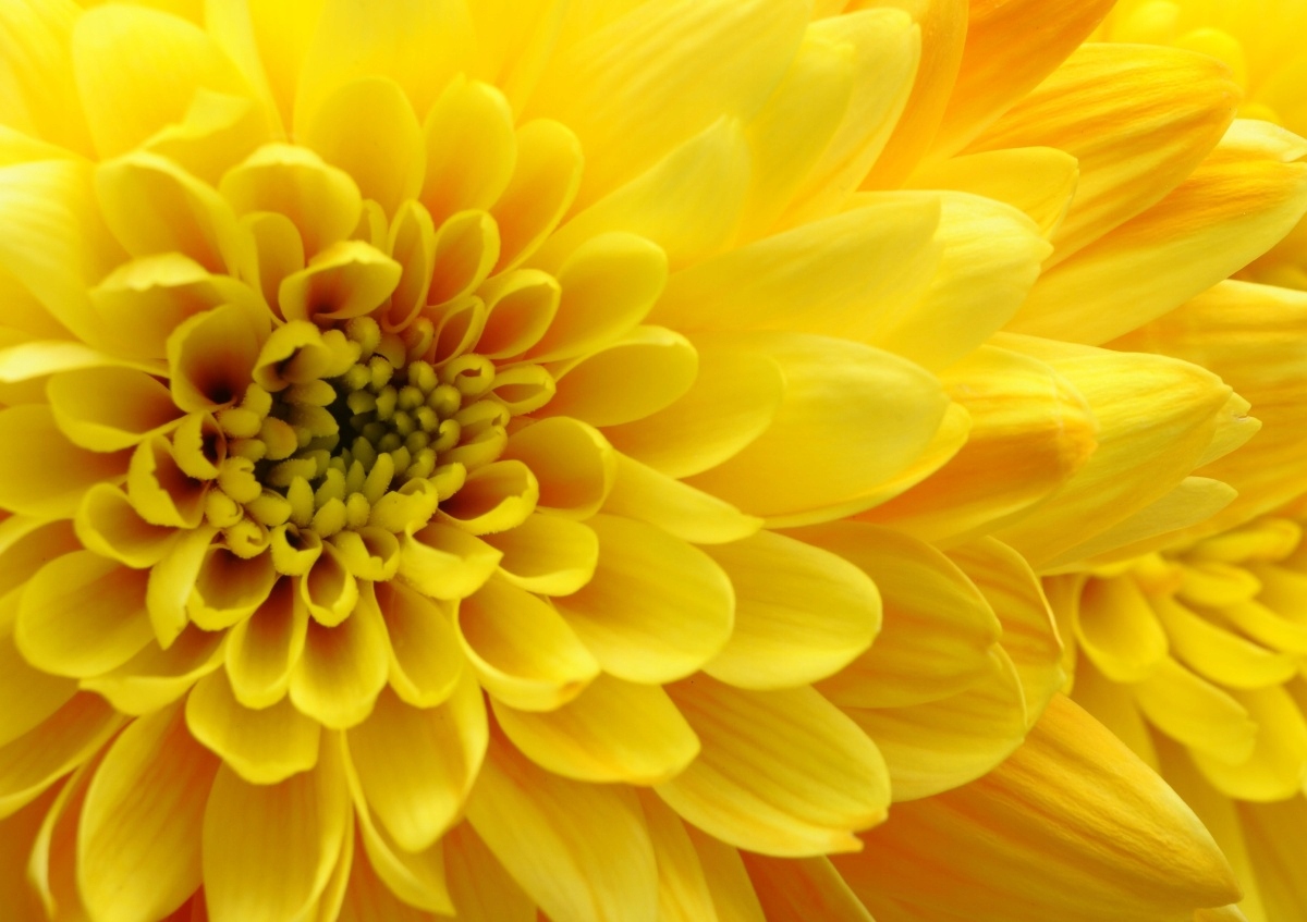 

Tapeta flizelinowa Kwiat Żółty 208x146