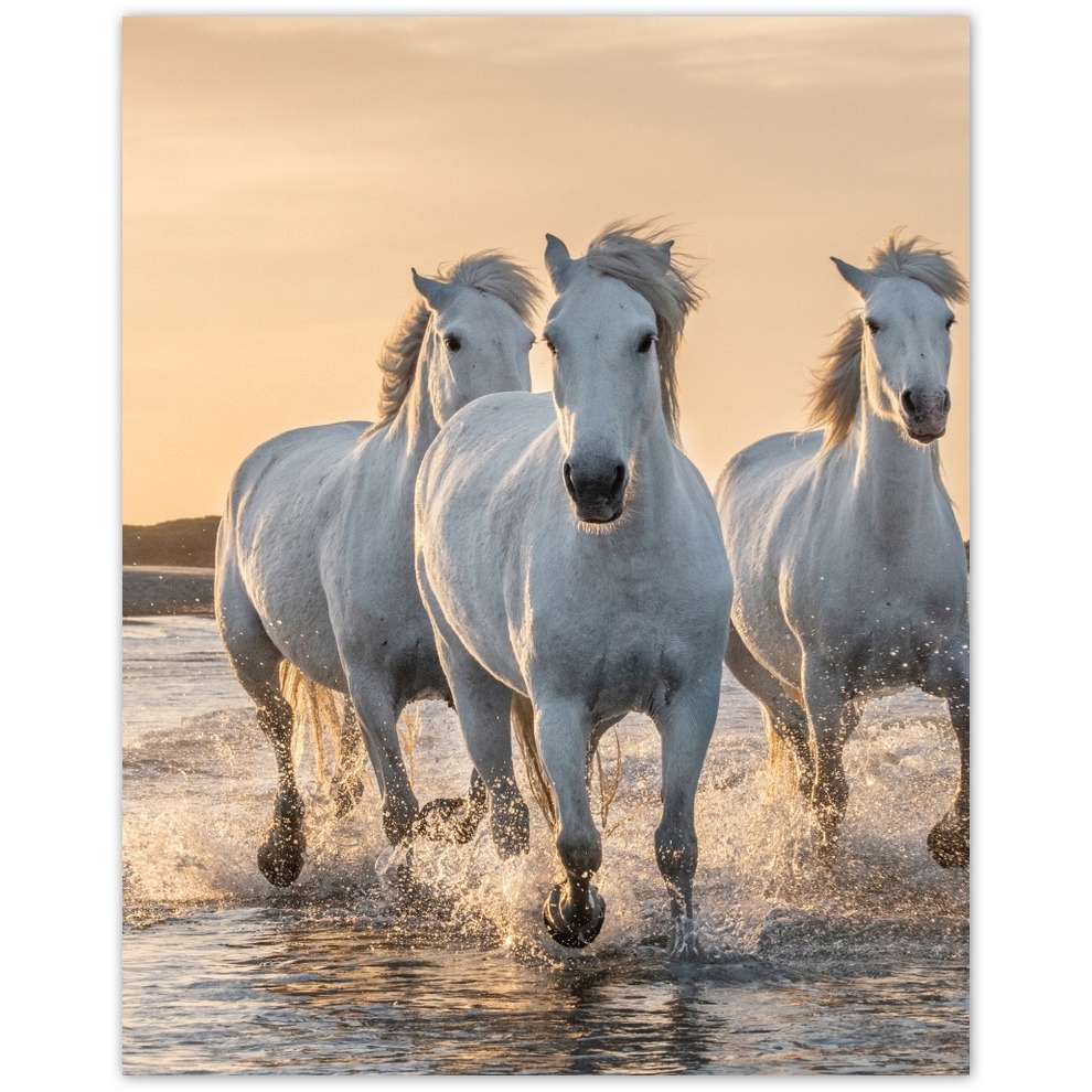 

Naklejki 40x50 Dzikie konie Wild Horses