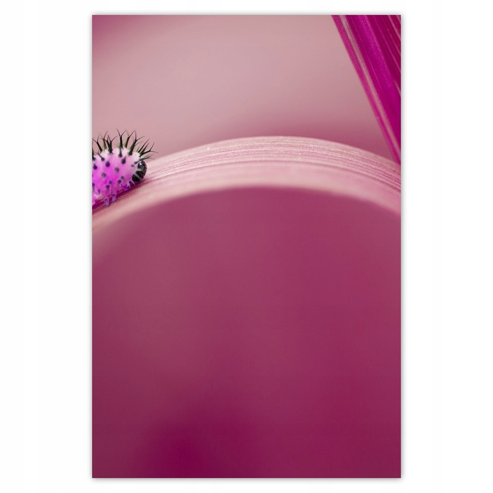 

Plakaty 62x93 Różowa gąsienica