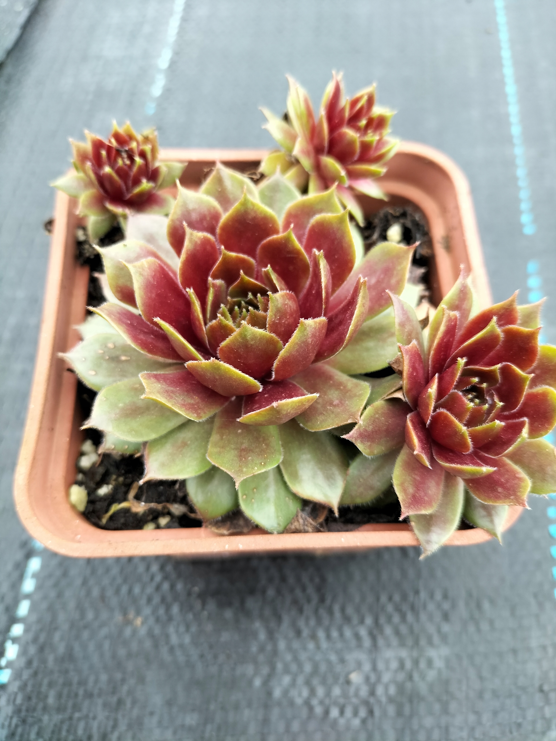 Ройник 441 POLARIS