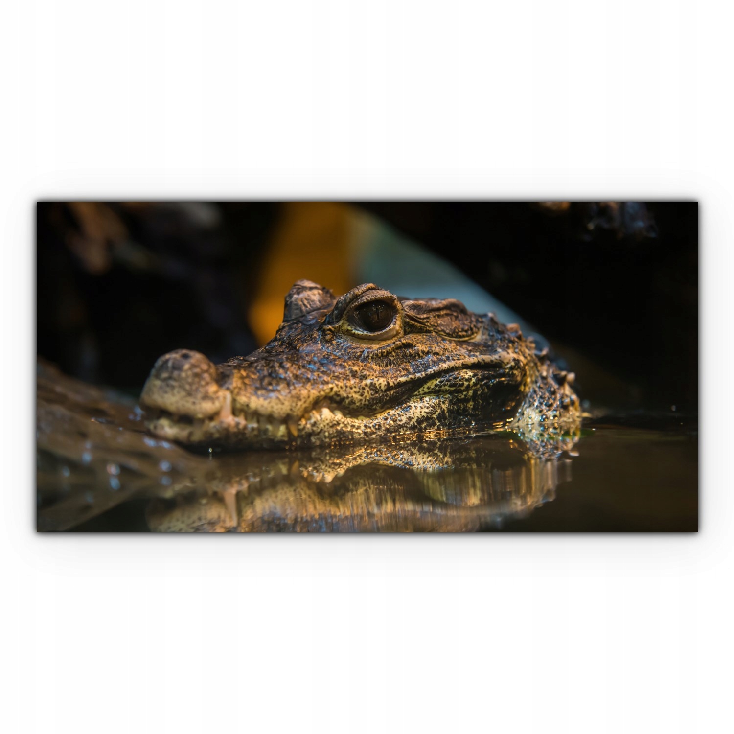 

Obraz płótno z foto 140x70 Tropiki Krokodyl Woda