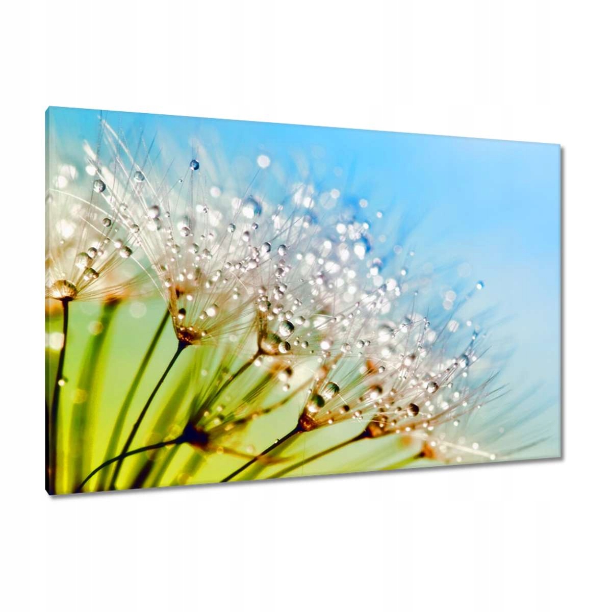 Obrazy 120x80 Kapky rosy Pampeliška