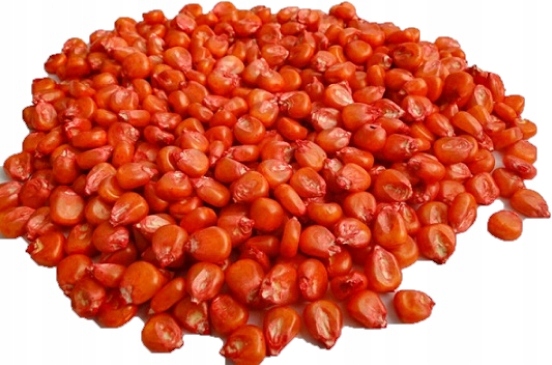 

Kukurydza Kosmal FAO260 Kwalifikowan Zaprawiana1kg