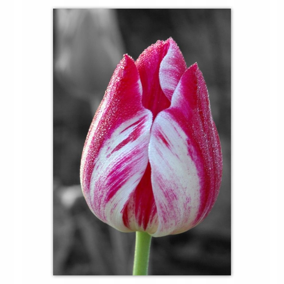 

Plakaty 40x60 Kolorowa główka