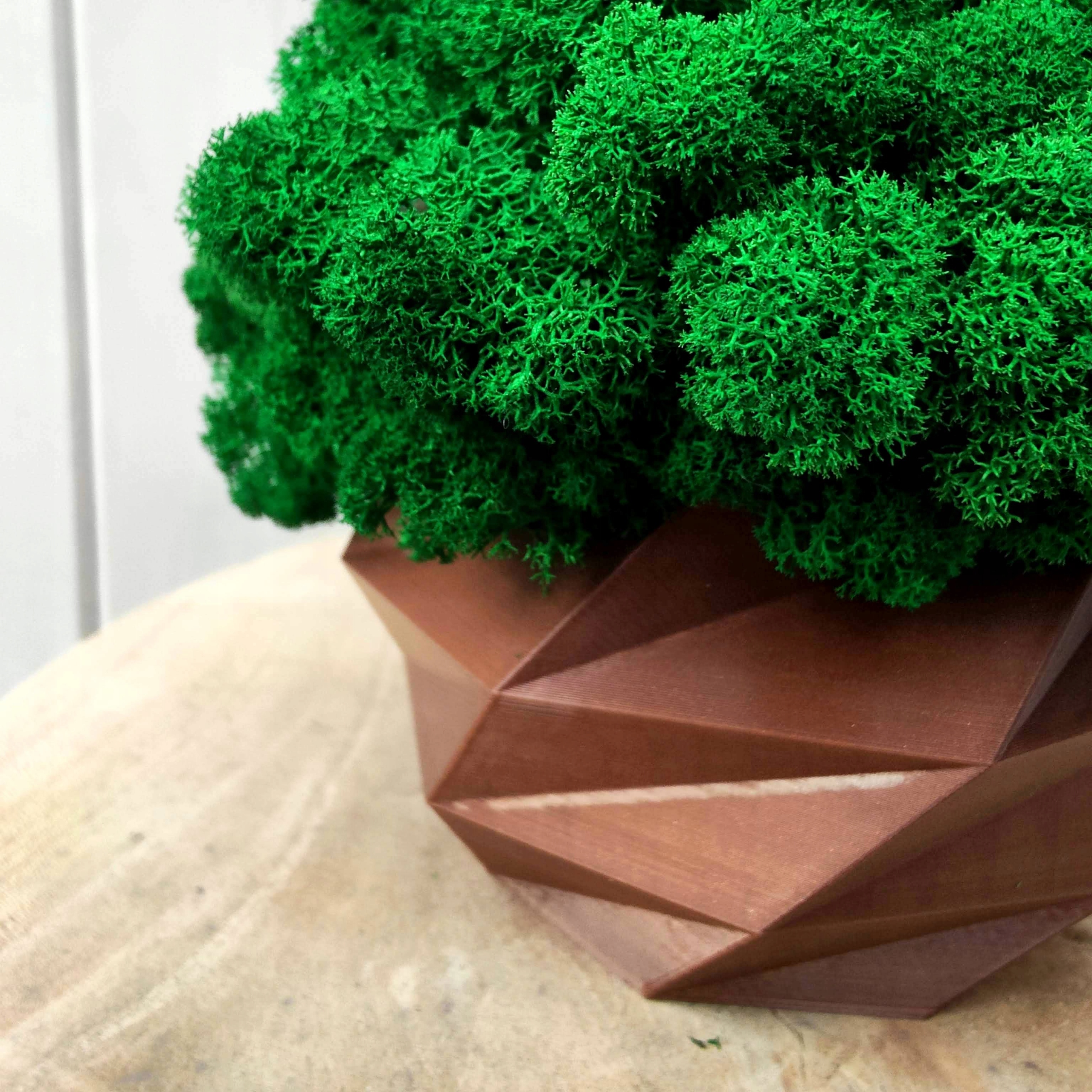 Doniczka z mchem chrobotkiem MECH CHROBOTEK w doniczce brązowa druk 3d Rodzaj mech chrobotek