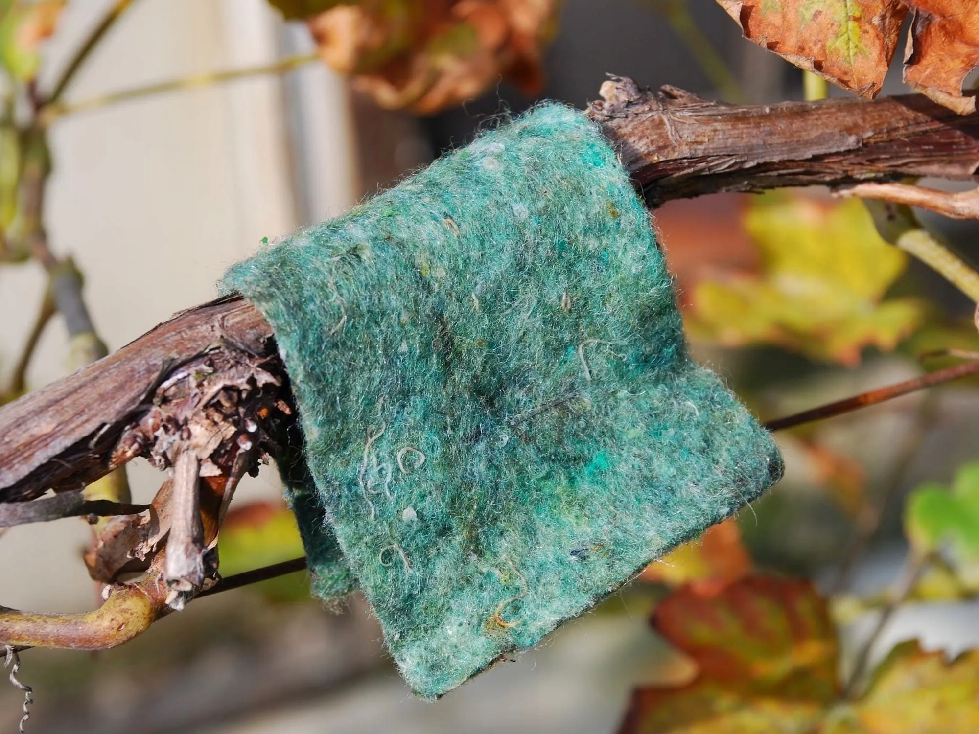 Dobroczynek Gruszowy 5 Opasek Na Przędziorki Szpeciele Naturalny Sposób