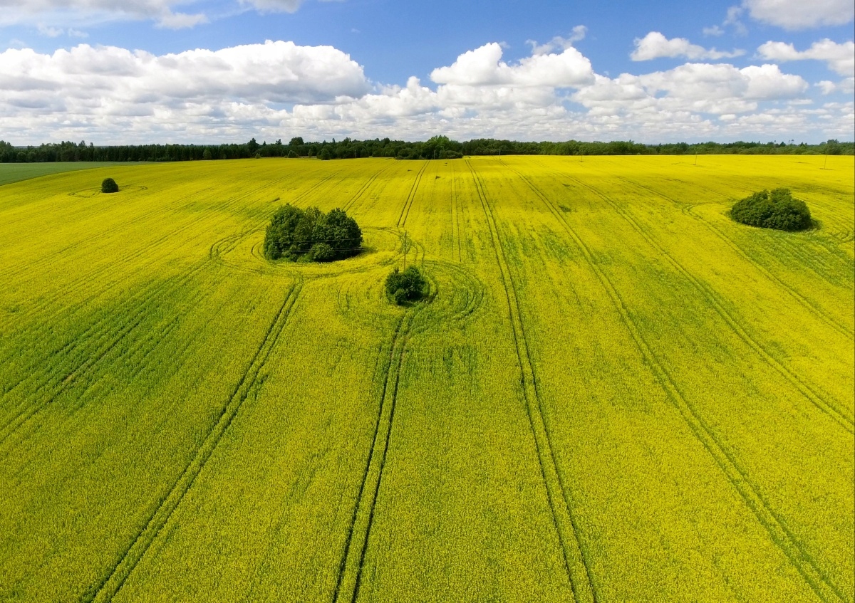 

Tapeta flizelinowa Pole rzepaku - 312x219