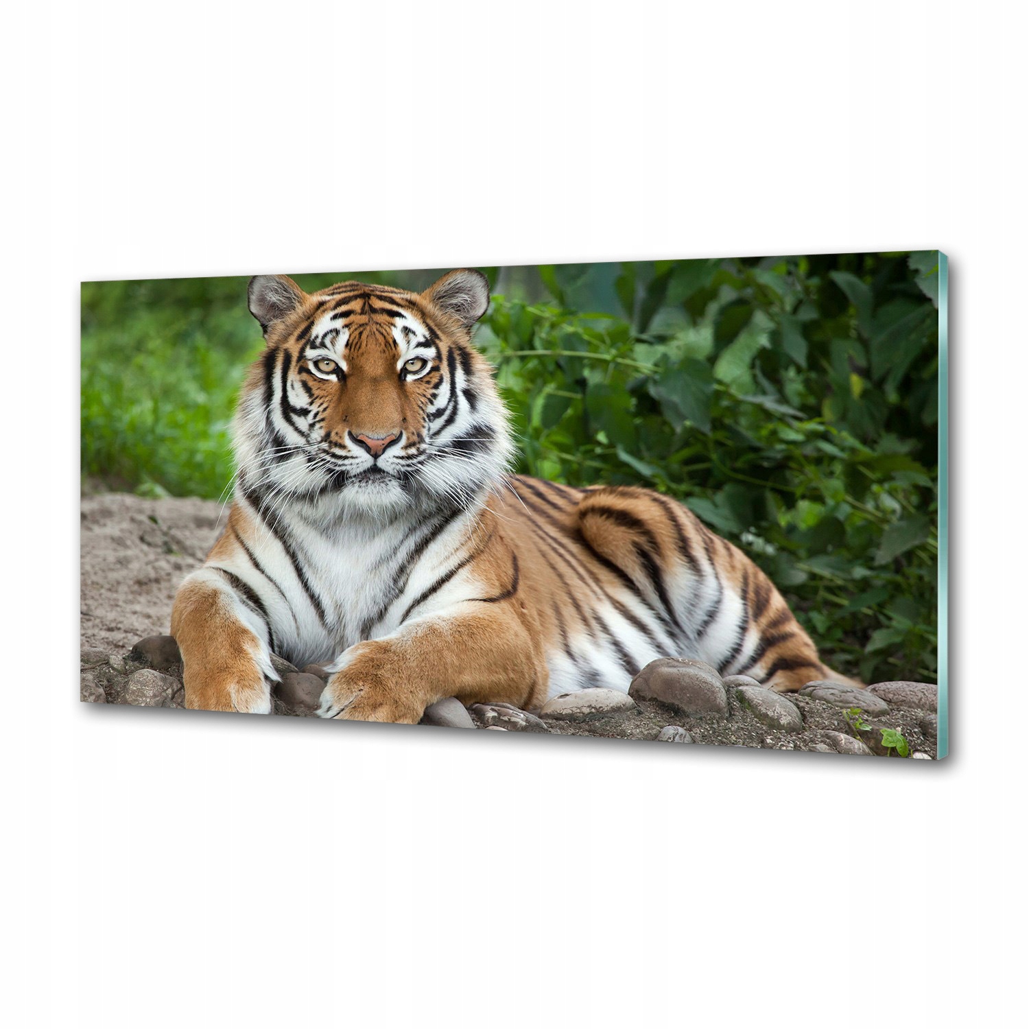 Panel do kuchyne Sibírsky tiger 120 x 60 cm Lepidlo