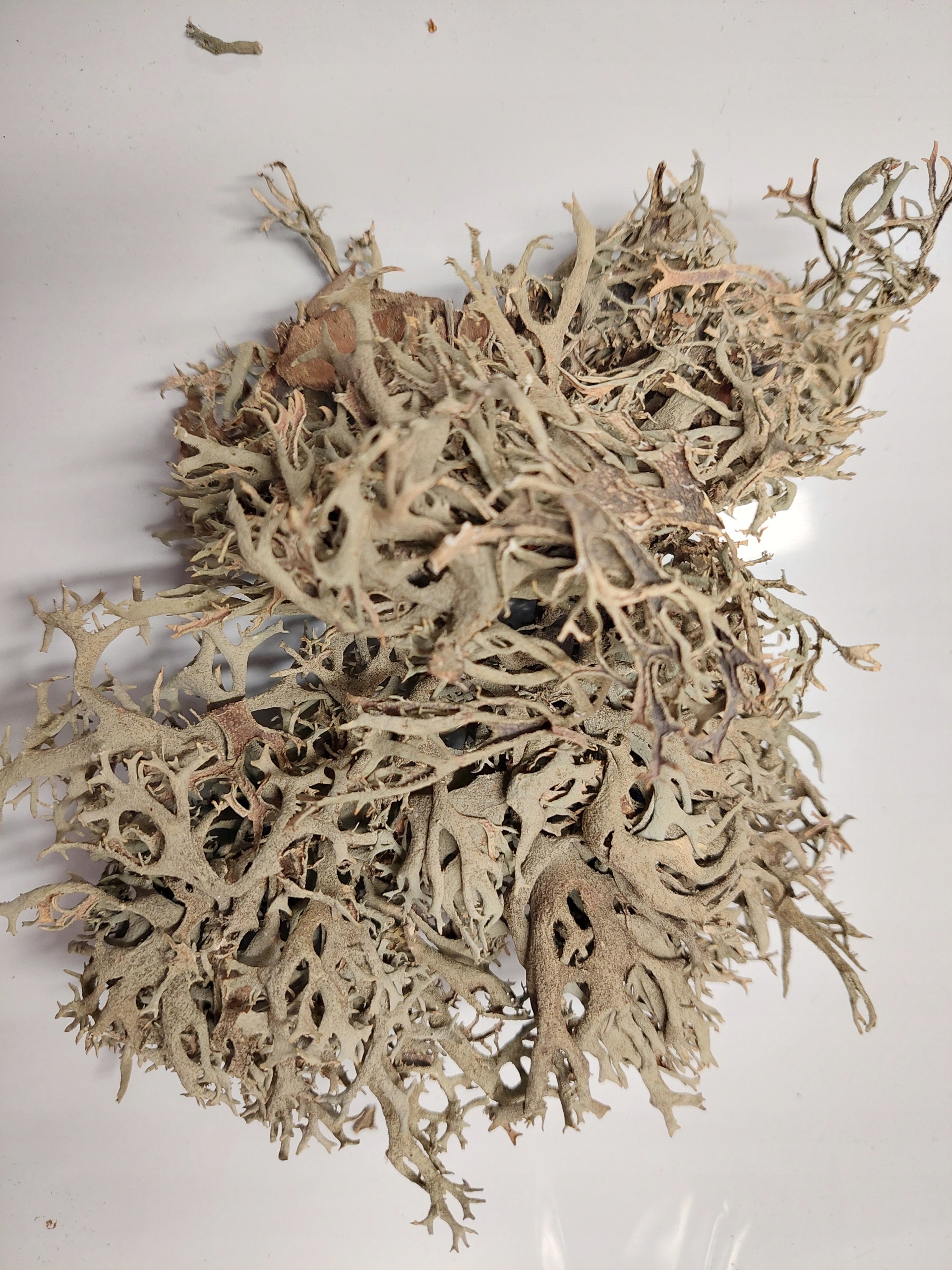 POROST SZARY NATURALNA OZDOBA DO TERRARIUM 25g